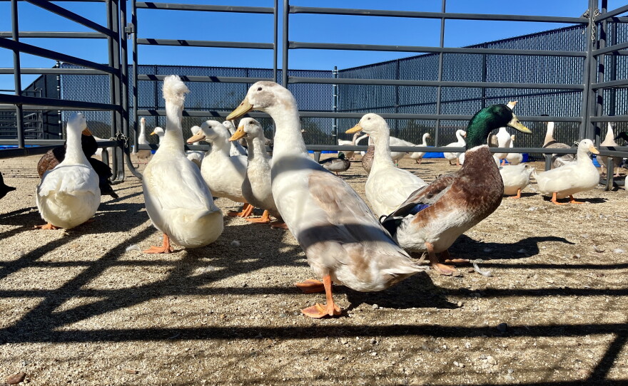 Ducks and geese roam their new pen at the Santee Animal Shelter, Oct. 15, 2026.