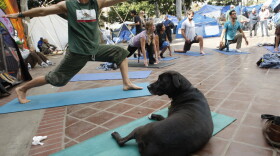 At Occupy Los Angeles: Protesters, and one dog, take part in a yoga session. 