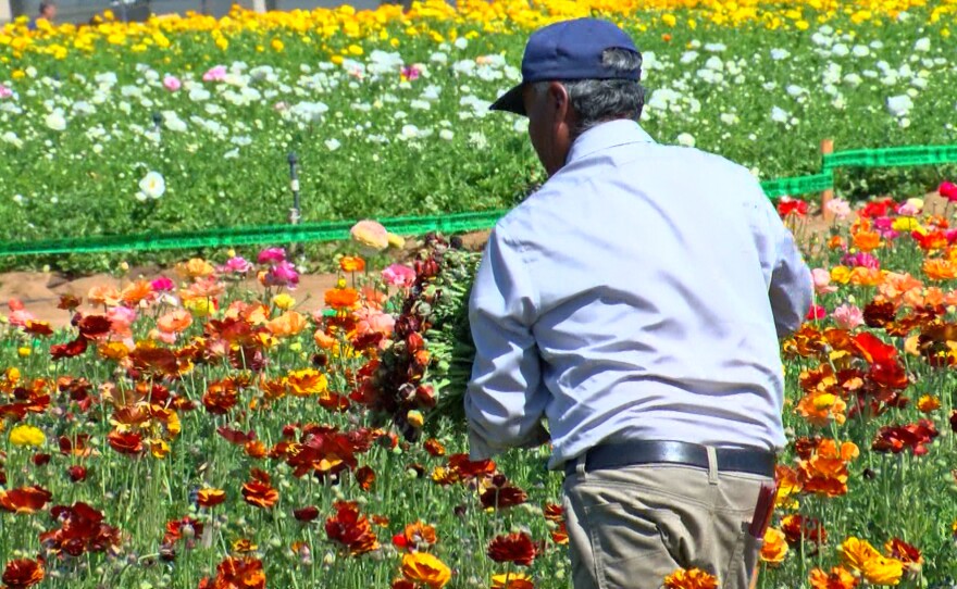 Carlsbad Flower Fields drive business into the city | KPBS ...