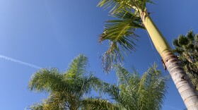 A warm day and palm trees pictured in San Carlos neighborhood, San Diego County on Jan. 9, 2021.