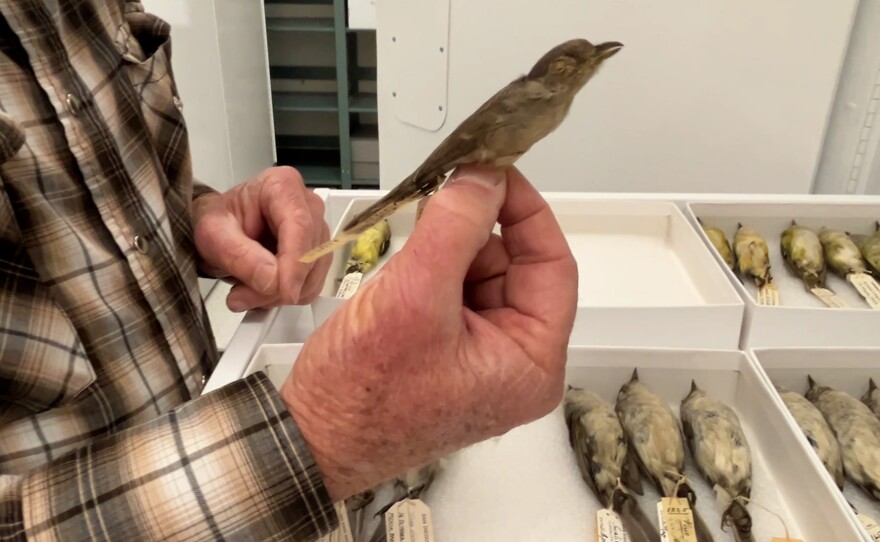 Phil Unitt showing one of his beloved "drab little birds," in this case the gray vireo. Jan. 21, 2026.