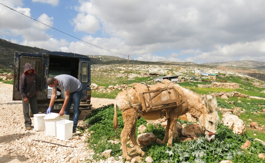 Sixteen-year-old Majid Banifadel waits while trader Sbeih Bani Jaber looks over his cheese. Banifadel brought buckets of fresh cheese from his family's herds by donkey.