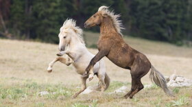 Cloud and his son, Bolder, spar atop the Arrowhead Mountains.