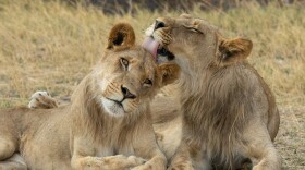 Young male lions must leave their birth pride to start a family of their own.