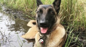 Eva relaxes in a puddle in 2020.