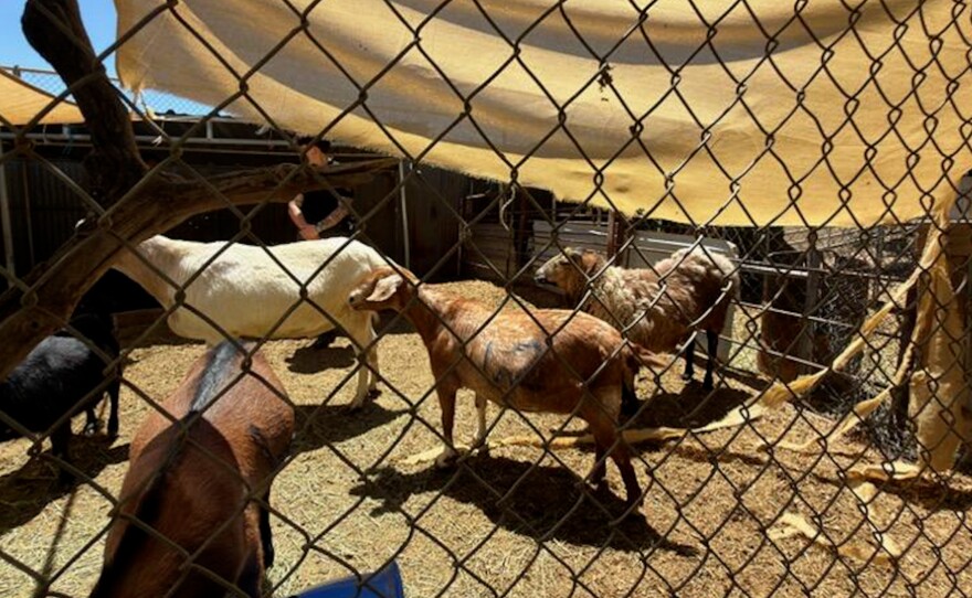 Several goats found at Villa Chardonnay are shown on May 1, 2026.