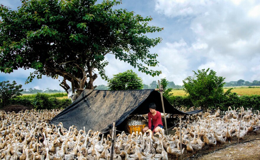 Duck breeding and egg harvesting are the main income for this family in Vietnam.