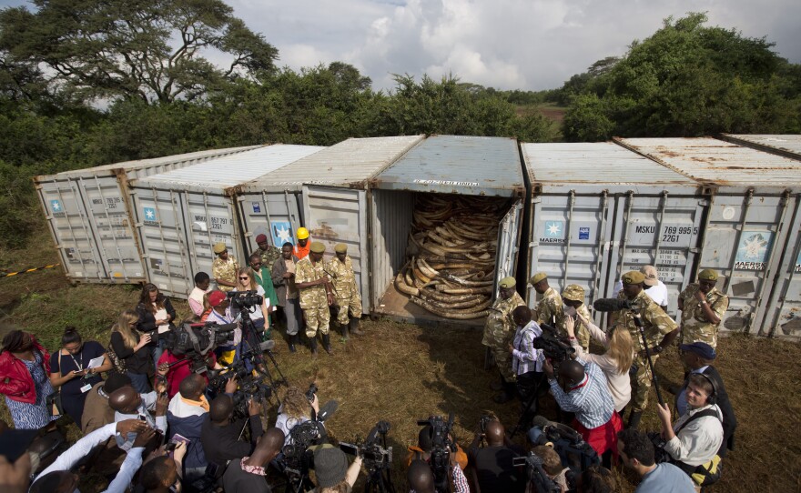 Officials and rangers from the Kenya Wildlife Service open the seals on shipping containers full of ivory transported from around the country, as they prepare to stack it into pyres in Nairobi National Park on April 20.