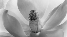 "Botanicals: The Photography of Imogen Cunningham" is on view through May 22nd at the Oceanside Museum of Art.