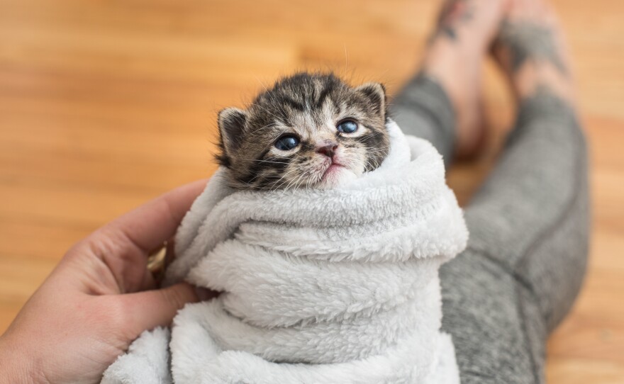 Shaw says that it is critical to provide kittens with a heat source until four weeks of age — as she demonstrates with her young charge Frank.