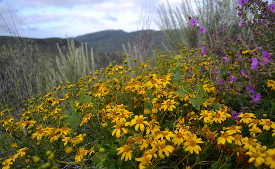 These sunflowers in San Diego National Wildlife Refuge are wild relatives of sunflowers that farmers around the world grow to produce oil.
