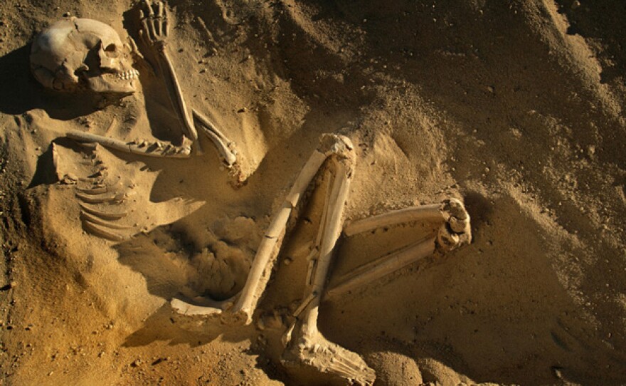 A Tenerian skeleton unearthed in the Sahara Desert.