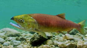 A mature Sockeye salmon about to be netted and taken to Eagle Hatchery. 