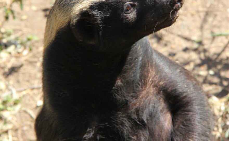 Honey badger, Moholoholo Wildlife Rehabilitation Centre, South Africa.