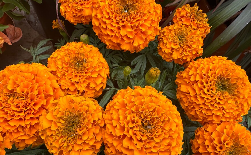 Marigolds or cempasúchitl flowers are used on ofrendas or altars for Day of the Dead or Día de Muertos celebrations held at the end of October and the beginning of November. Sept. 25, 2024.