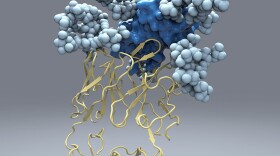 The new picture of hepatitis C's E2 protein, which the virus uses to infect liver cells, will aid in the design of a vaccine against the disease.
