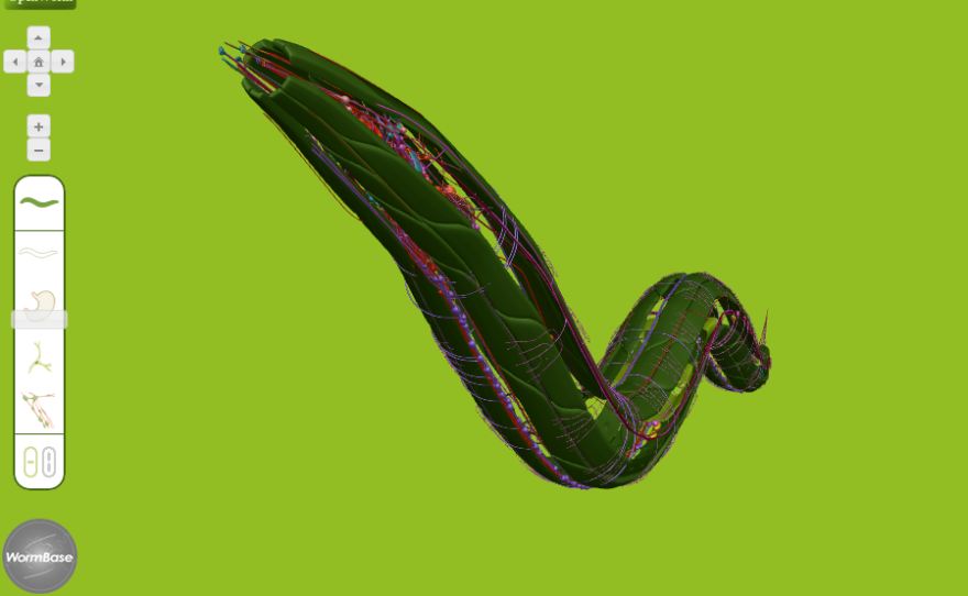 In the OpenWorm Browser, you can zoom in on individual neurons to see how they fit into the worm's body.