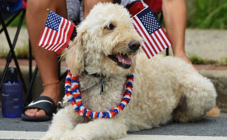 Dogs and cats can be particularly sensitive to loud noises such as fireworks. Here, a dog watches an Independence Day parade in Takoma Park, Md., in 2013.
