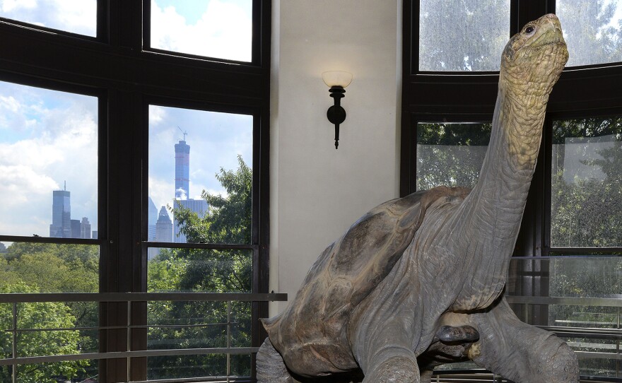 Lonesome George on display at the American Museum of Natural History.