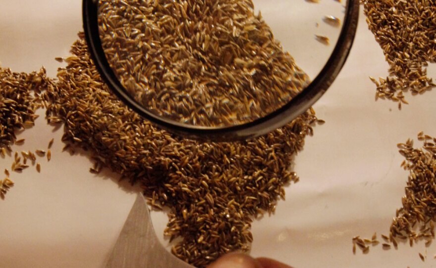 An employee sorts grass seeds at the Vavilov Institute of Plant Industry. The world's first seed bank survived World War II thanks to 12 scientists who chose to starve to death rather than eat the grain they were saving for future generations.