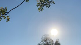 Sun shining through a palm tree in this undated photo.