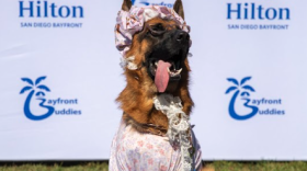 Hilton San Diego Bayfront’s BooFront Pet Costume Contest