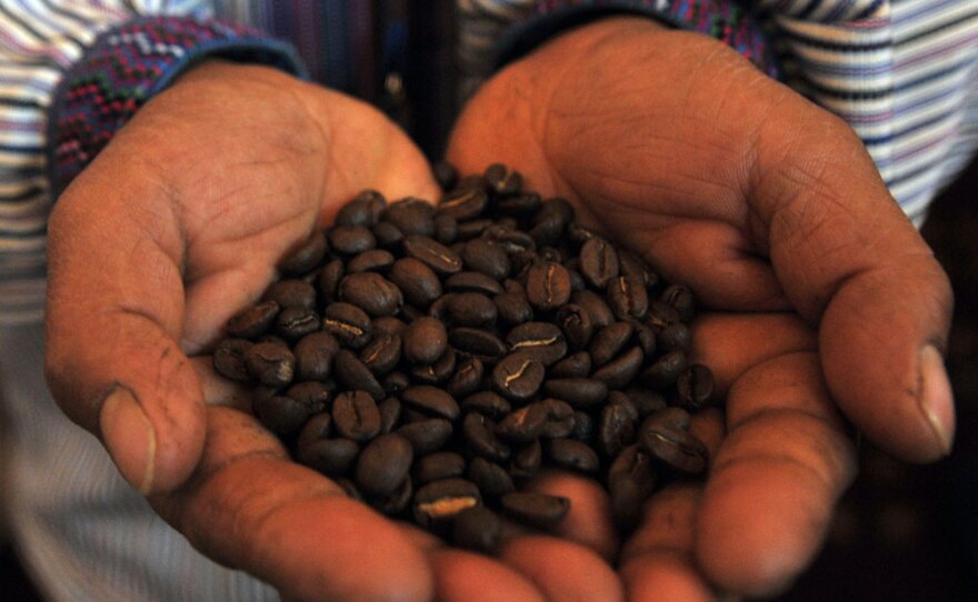 A man holds a handful of coffee beans during the first day of the World Coffee Conference in Guatemala City on Feb. 26. Coffee producers say they are getting hammered by global warming, with higher temperatures forcing growers to move to prized higher ground, putting the cash crop at risk.