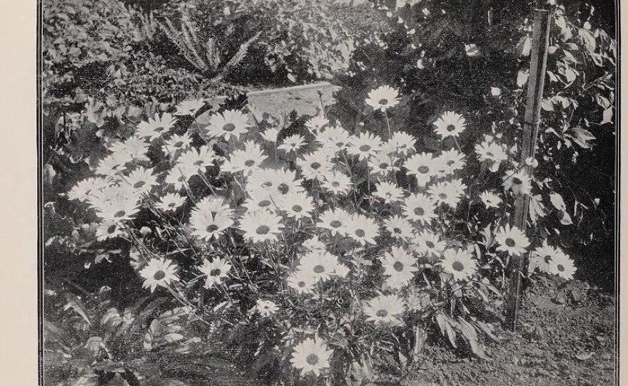 Luther Burbank also introduced the Shasta daisy to gardens around the world, and the potato variety whose offspring is used by McDonald's to make its iconic fries.