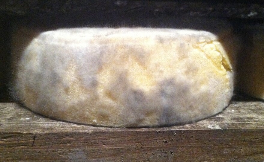 A block of Tomme de Savoie cheese ages with a sweater of Mucor lanceolatus fungal mold. Mucor itself doesn't have a strong taste, but more flavorful bacteria can travel far and wide along its hyphae â the microscopic, branched tendrils that fungi use to bring in nutrients.