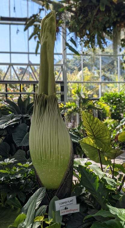 A corpse flower about to bloom at the San Diego Botanic Garden in Encinitas, Oct. 28, 2021.