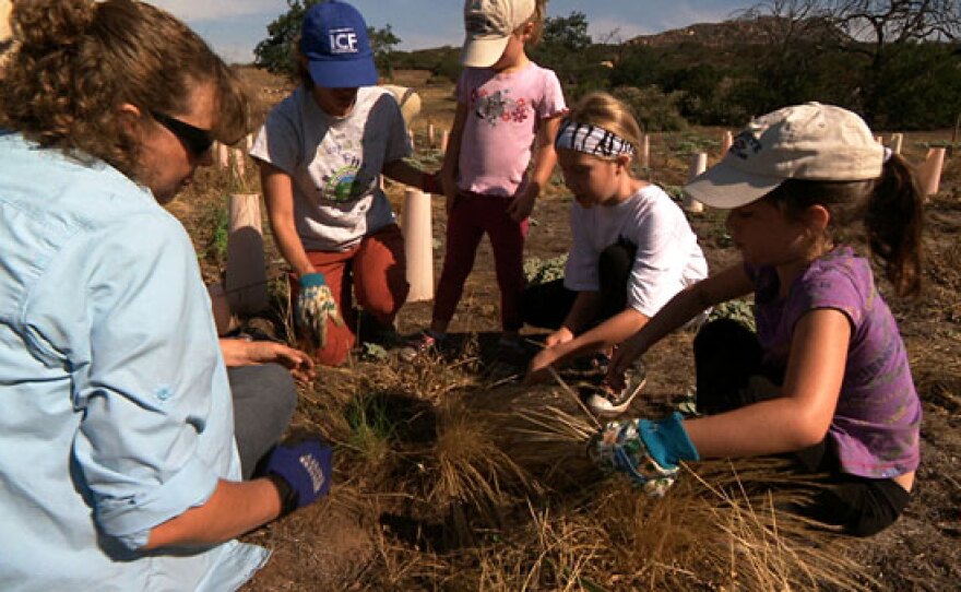 Volunteers tend to Purple Needle Grass seedlings, part of the restoration of The Crestridge Ecological Preserve in San Diego.