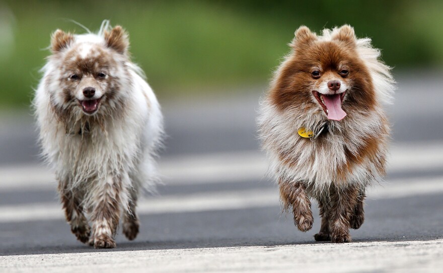 A proposed German law would require dogs to get exercise twice a day. Here, two pups go for a walk in Frankfurt in 2016.