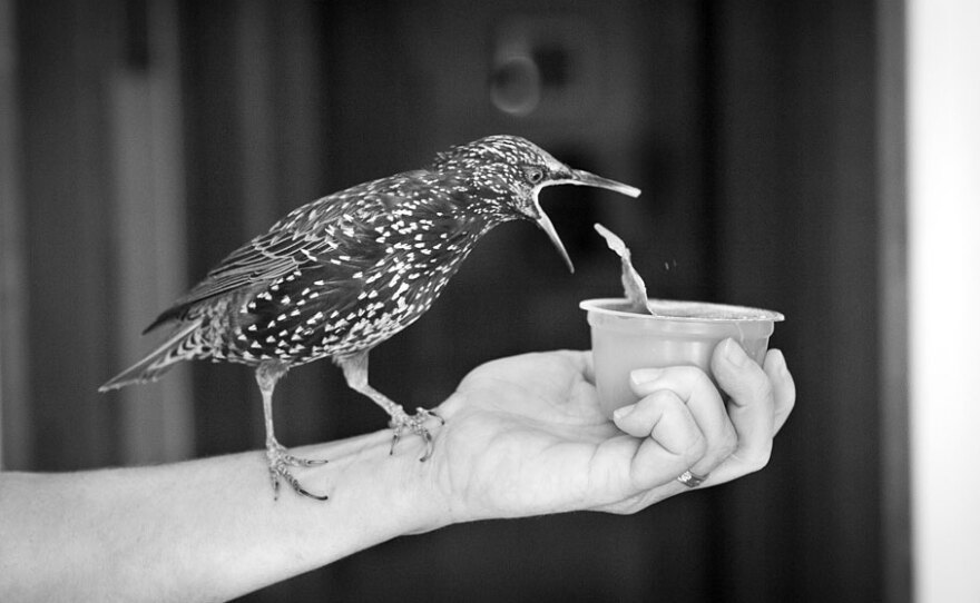 Carmen, the pet starling of author Lyanda Lynn Haupt, prepares to dine on applesauce.