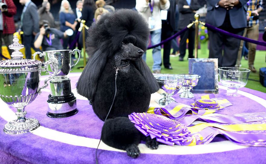 Siba accepts her trophy as the Westminster Kennel Club's Best in Show on Tuesday night.