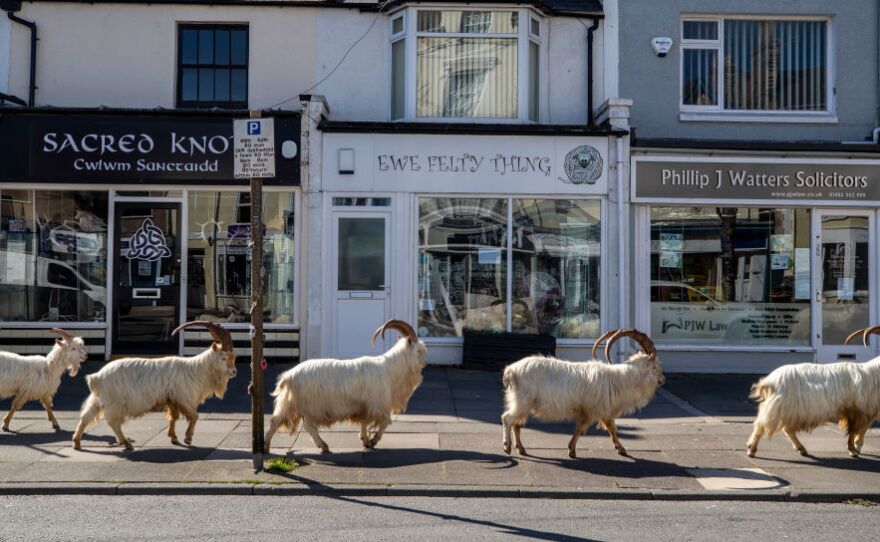 The goats check out a knitting store called Ewe Felty Thing in Llandudno, Wales. (Really, we couldn't make this up if we tried.)