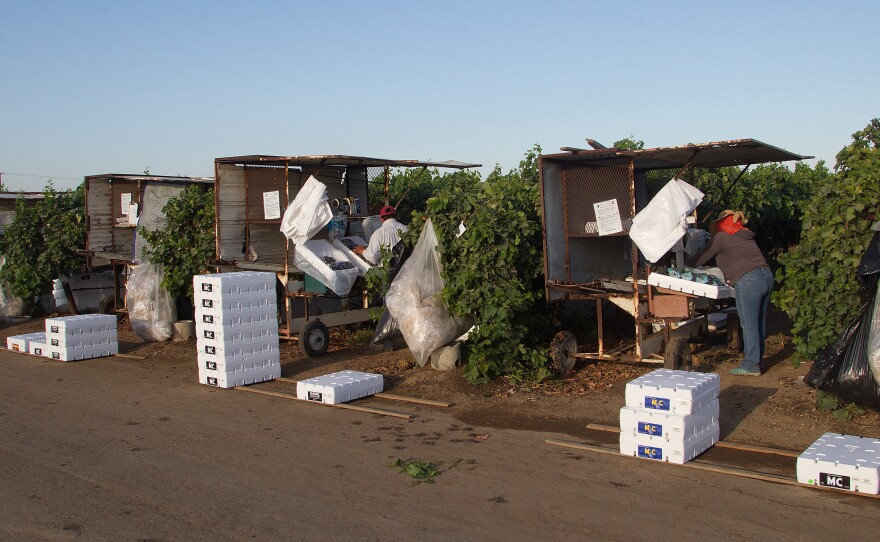Grapes are harvested and field packed near Delano in late August.