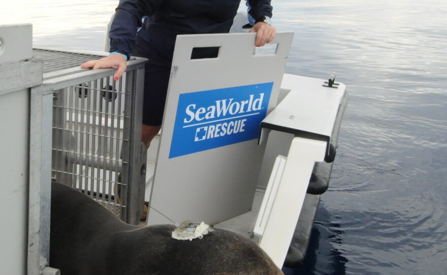 Guadalupe, a fur seal found rescued in Carlsbad, is shown being released into the ocean by a SeaWorld employee on Jan. 9, 2015.