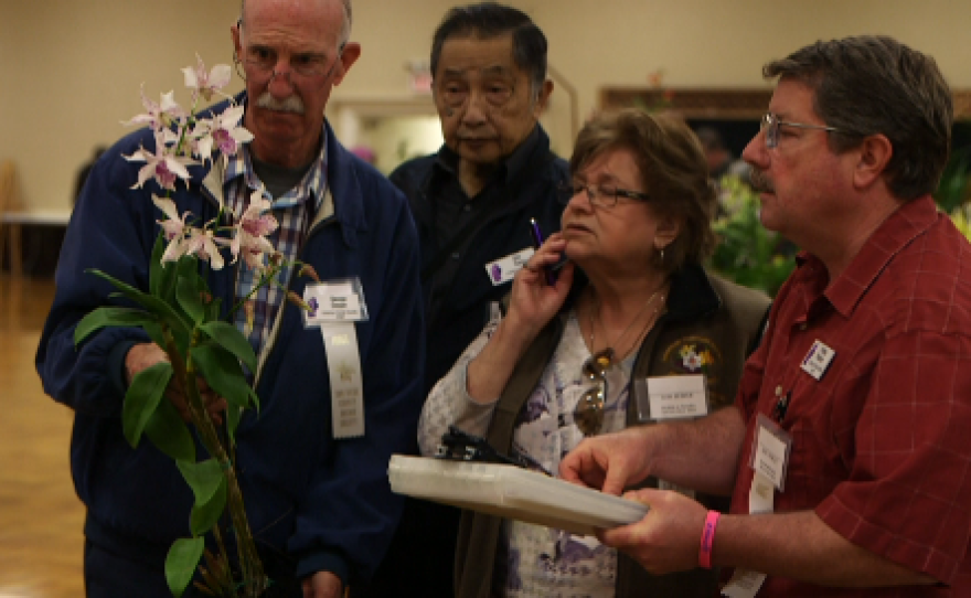 Judges at San Diego's spring orchid show take a hard look at one of the contestants, March 11, 2016.