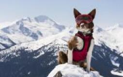 'Superpower Dogs'
