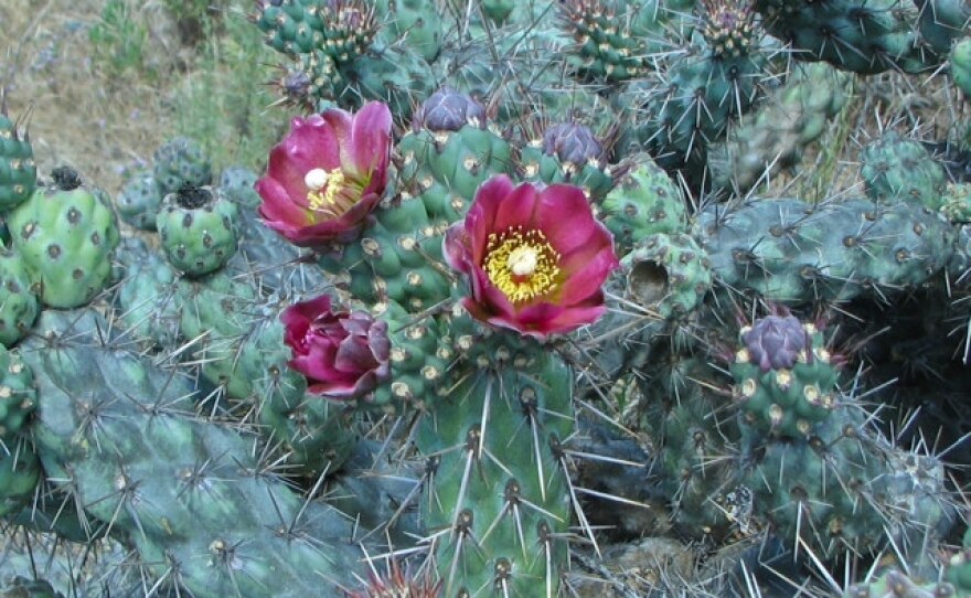 A photo of the Coast Cholla Cactus flower.