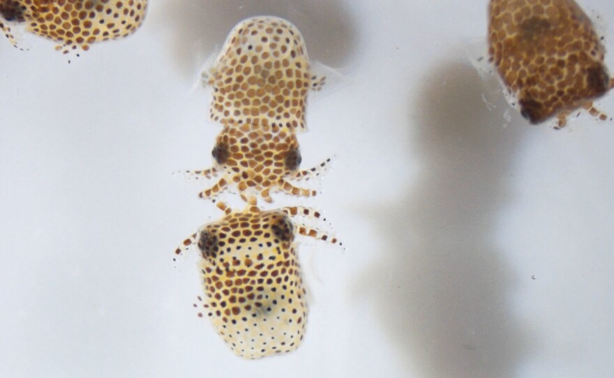 Juvenile bobtail squid swimming in seawater just after hatching.