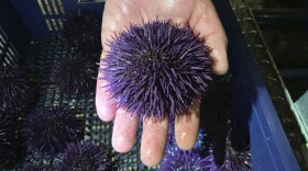 A purple urchin is held at Bodega Marine Lab, which is running a pilot project to remove purple urchins from the ocean floor, feed and restore them to health, then sell them as premium seafood in Bodega Bay, Calif., May 20, 2019. 