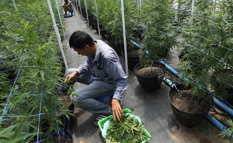 Workers tend to cannabis plants at a farm in Chonburi province, eastern Thailand on June 5, 2022. Marijuana cultivation and possession in Thailand was decriminalized as of Thursday, June 9, 2022.