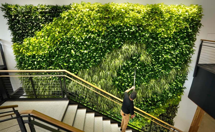 Architects say making the office more like the outdoors — with filtered air and good ventilation — will be a priority post-pandemic. This living wall in the Danielle N. Ripich Commons at the University of New England in Biddeford, Maine, is one such approach.