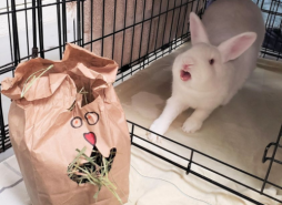 Crafting for Critters