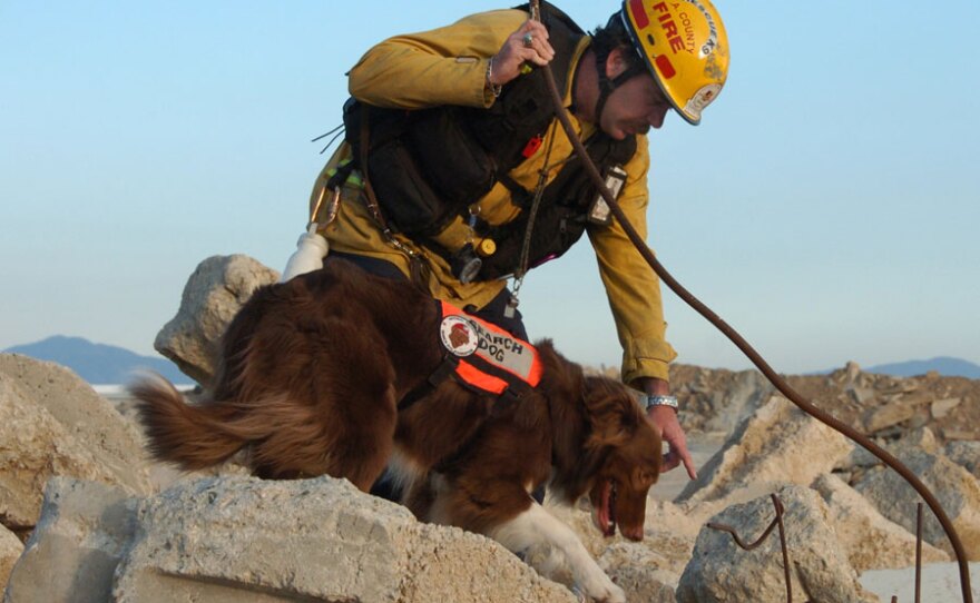 Hunter, a former shelter dog, is now paired with a fireman Billy Monahan. This story features shelter pets that went from rescued to rescuer. These search-and-rescue teams are making our country safe. The teams we feature in the film have been to the World Trade Center and helped look for survivors in the aftermath of Hurricane Katrina, Rita, Superstorm Sandy and the Joplin tornadoes. When a disaster strikes and people are buried, these search dogs will be the first on the scene to save you.