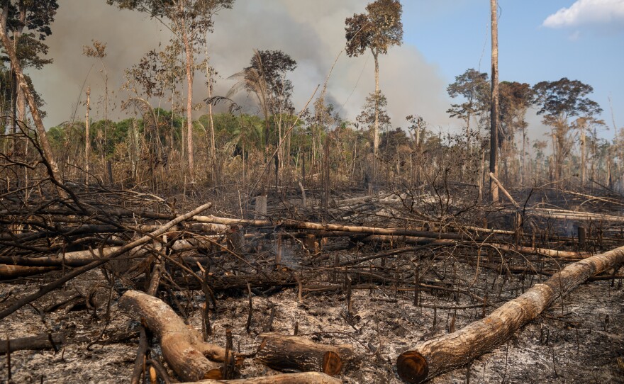 An area of recently deforested and burned Amazon rainforest along highway BR-319 on Sept. 25.