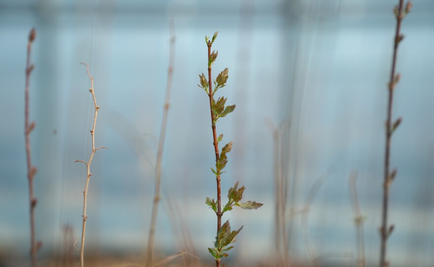 Various plants thrive in the greenhouse at the DMZ botanical garden.