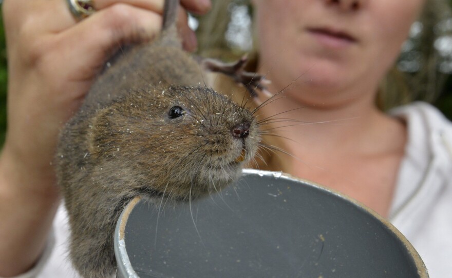 Ecologist Coral Edgcumbe holds a water vole. Water voles were once a common sight in England, but numbers have dropped by almost 90 percent in recent years.