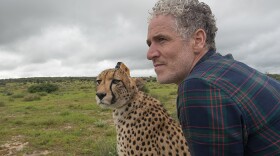 Gordon Buchanan and one of the three 'camera-cheetahs,' Namibia. A cheetah's head keeps very still when they run so it is the most stable place to put a camera. The camera harness were made of soft, flexible neoprene for maximum comfort. They were fastened on with Velcro so the cheetahs could easily remove them but, in practice, they ignored them once they were on.